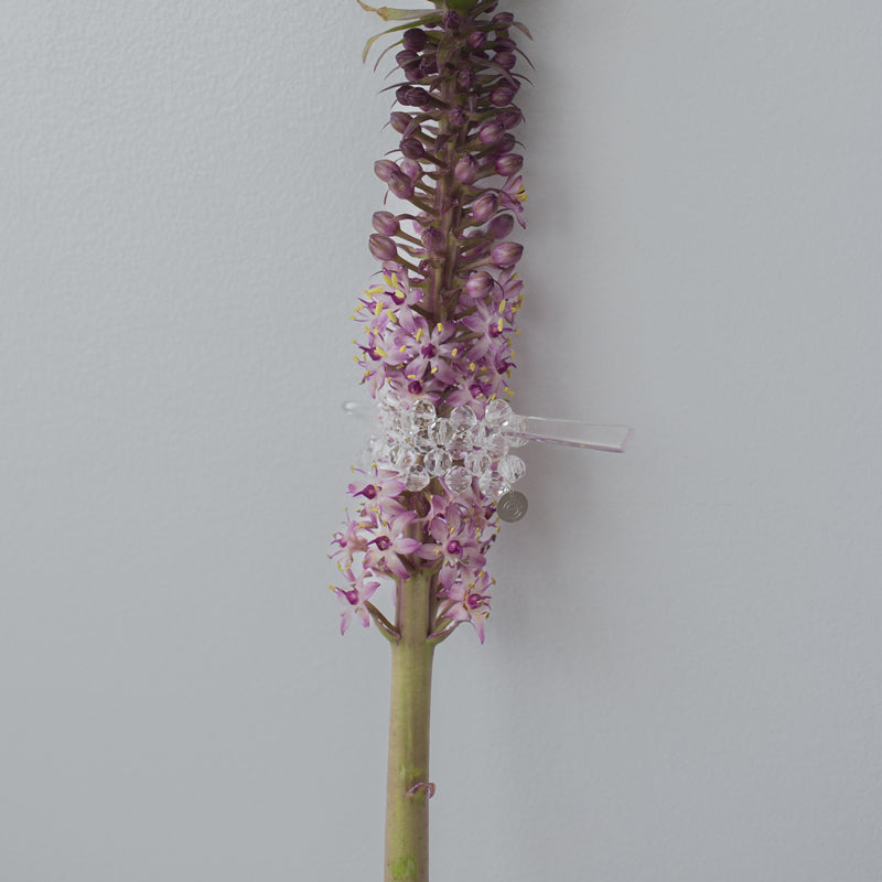 【nuEve】#1054 マジェステ(color)