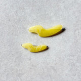 【sAn】Enoa Pin (L)